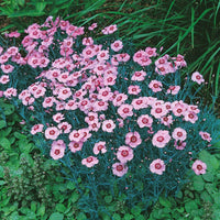 Nelke Allwoodi Alpinus Samen – robust mehrjährig elegant Blumen