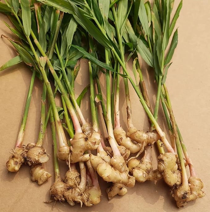 Spicy ginger root gemüse samen für aussaat samen