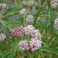 Narrow Leaf Milkweed Asclepias fascicularis Pflanze Samen zur Aussaat Schmetterling Garten