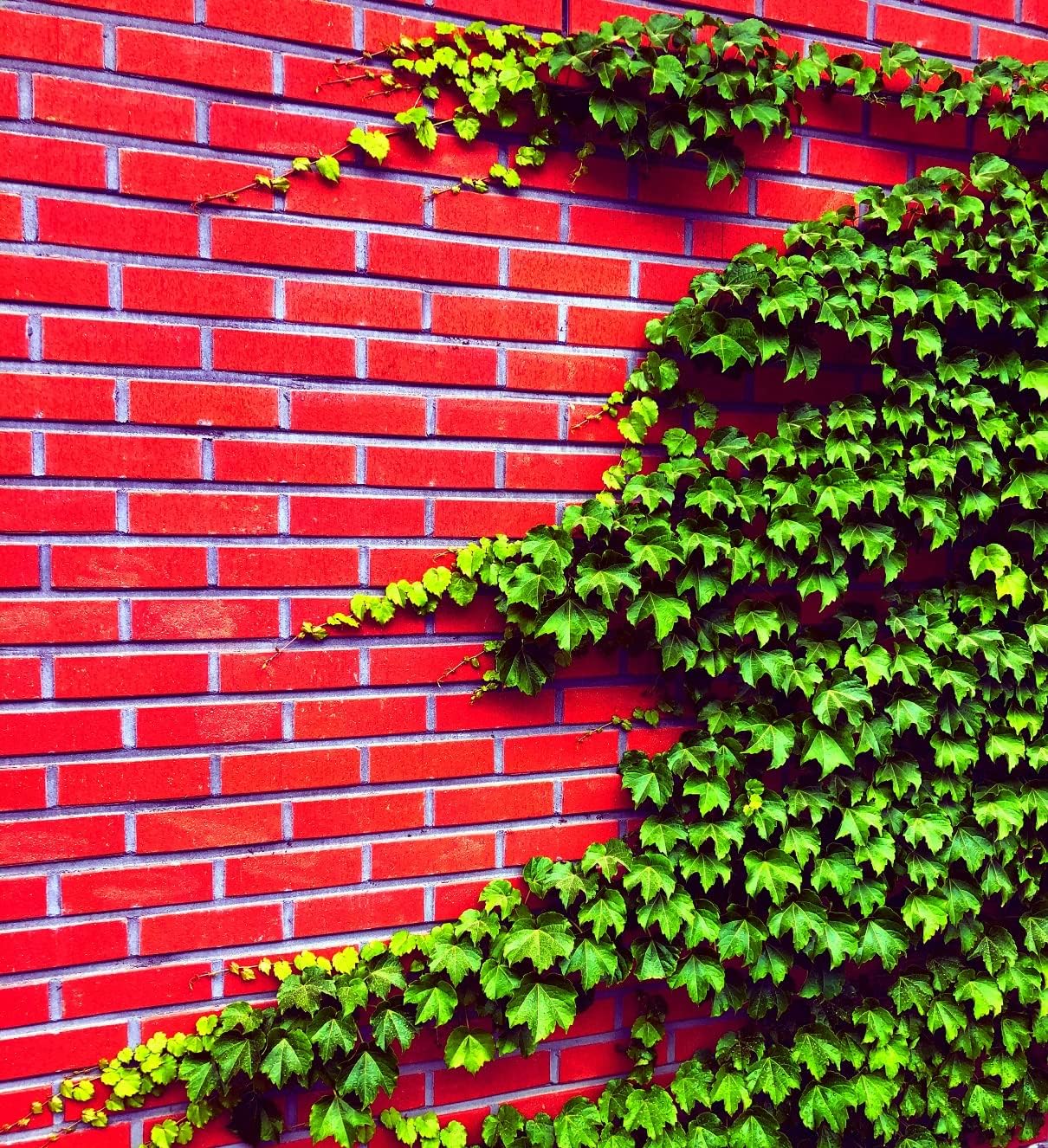 Ivy hedera helix for anpflanzung in garten