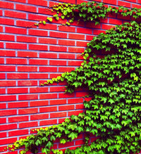 Ivy hedera helix for anpflanzung in garten