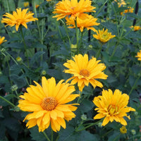 Heliopsis Sonnenblume Samen zur Aussaat farbenfroh Schau Traditionssorte & ohne Gentechnik Samen Hausgarten