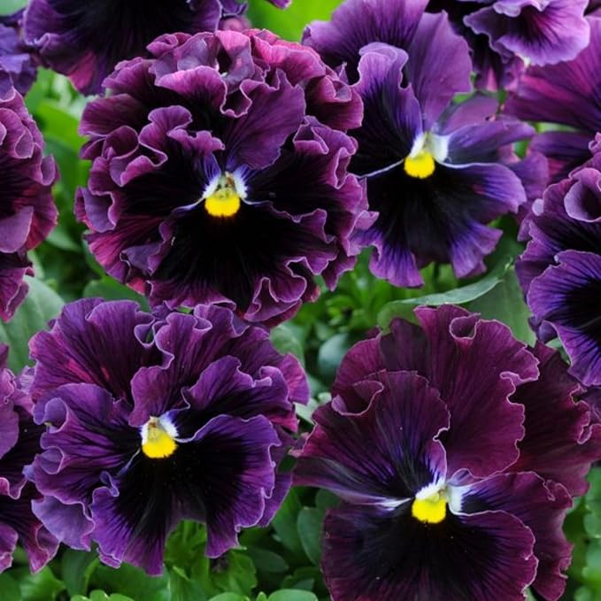 Veilchen Arvensis Field Stiefmütterchen Samen Wildblume Schönheit