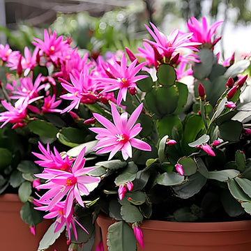 Lila schlumbergera blume samen for anpflanzung - low maintenance, heirloom & gmo free samen for home garten
 
 sale samen for anpflanzung in home garten