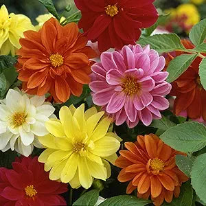 Unwin bedding blume mix samen for vibrant beds
