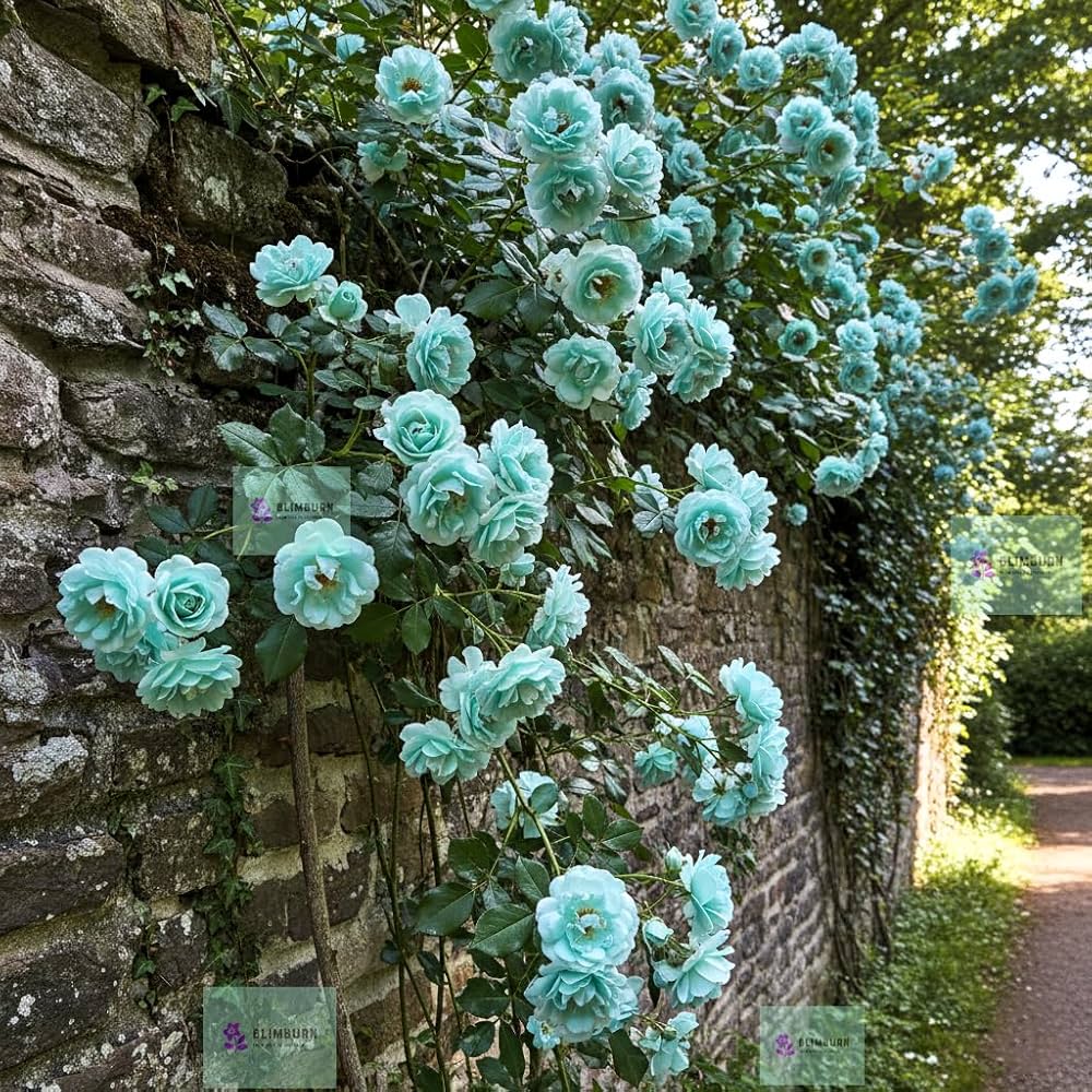 Sea Grün Rose Blumensamen zur Aussaat – Drought verträglich – Traditionssorte & ohne Gentechnik Samen Hausgarten