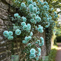 Sea Grün Rose Blumensamen zur Aussaat – Drought verträglich – Traditionssorte & ohne Gentechnik Samen Hausgarten