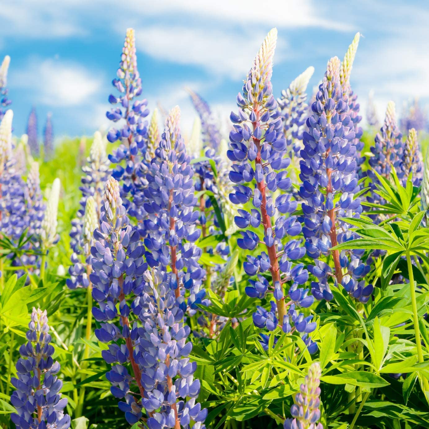 Sweet Blau Lupine Samen Wild Violett Blumen Garten