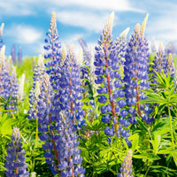 Sweet Blau Lupine Samen Wild Violett Blumen Garten