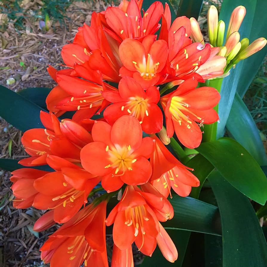 Clivia Samen zur Aussaat Clivia Miniata für Innenräume Garten shady Blume Beet