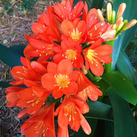 Clivia Samen zur Aussaat Clivia Miniata für Innenräume Garten shady Blume Beet