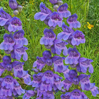 Penstemon Strictus Violett Samen Violett Blumen