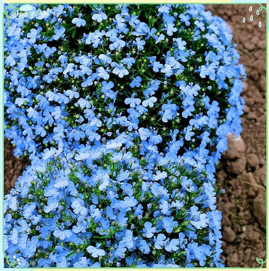 Lobelia Crest Blau Weiß Samen leuchtend und elegant Gartenblumen