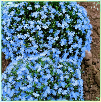 Lobelia Crest Blau Weiß Samen leuchtend und elegant Gartenblumen