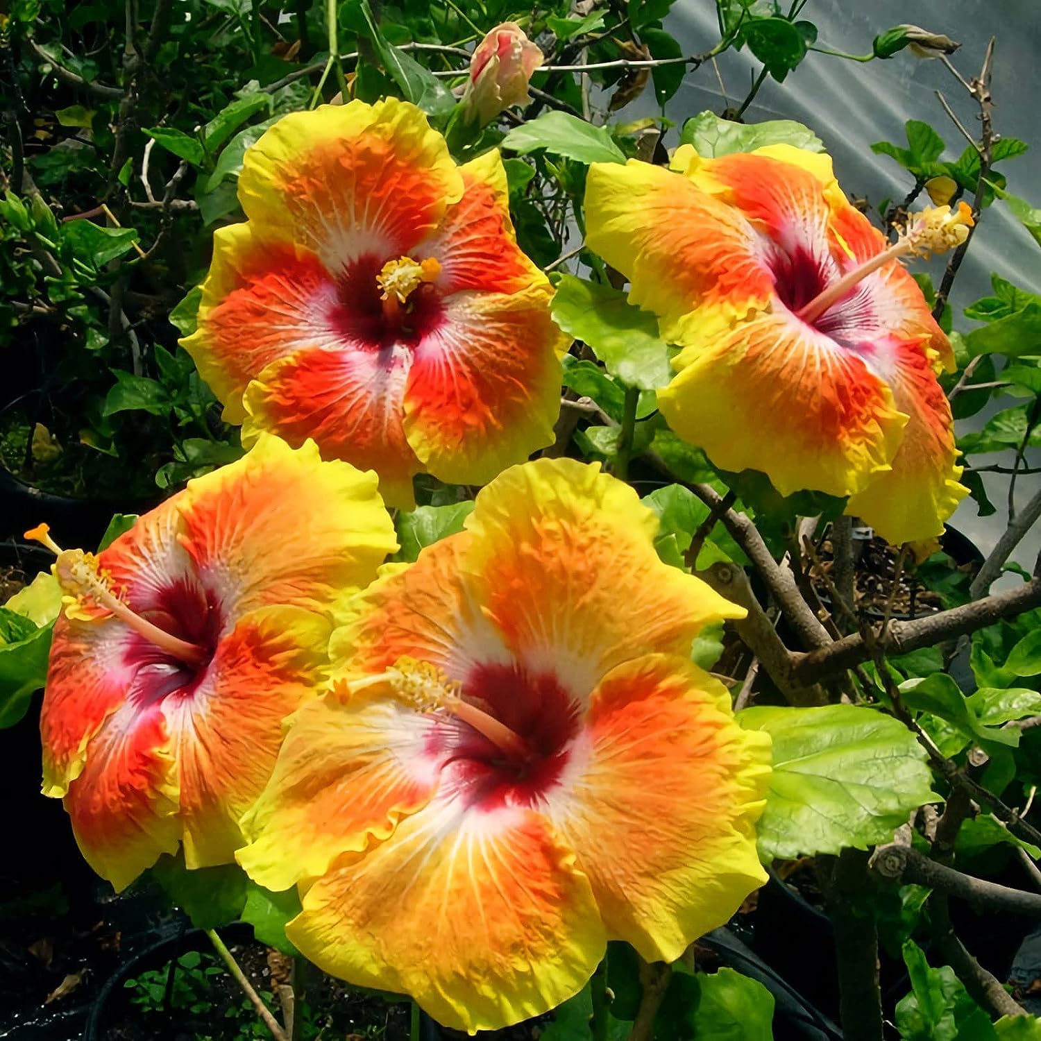 Gemischt Hibiskus Blumensamen zur Aussaat leuchtend Traditionssorte & ohne Gentechnik Samen Hausgarten