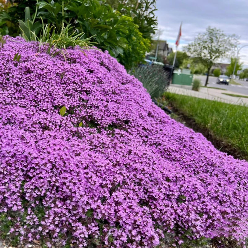 Creeping thyme thymus serpyllum for anpflanzung in herb garten