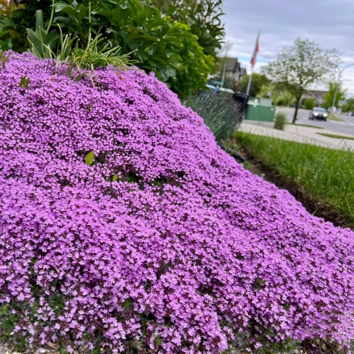 Creeping thyme thymus serpyllum for anpflanzung in herb garten