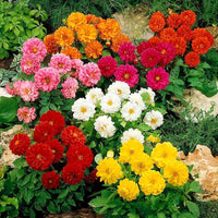 Dahlie Figaro Mischung Samen zur Aussaat einjährige Blume Beds und Pots