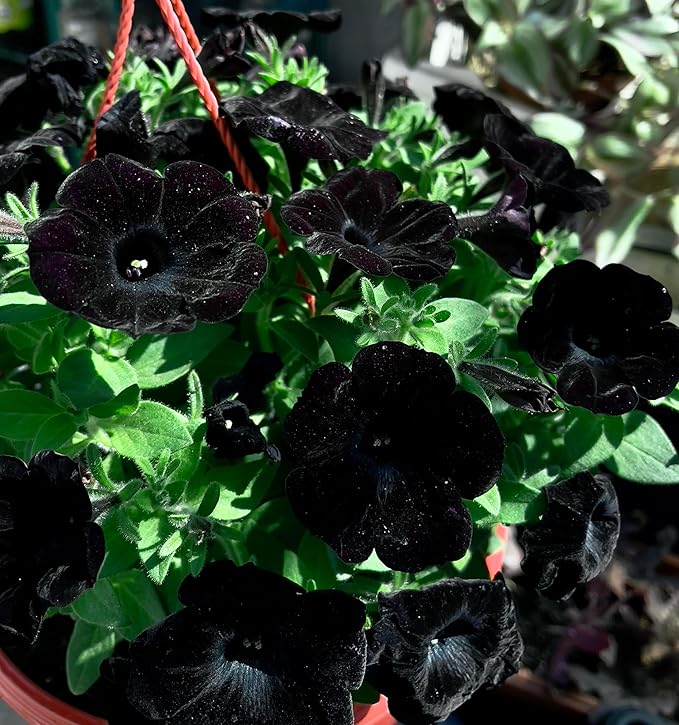 Schwarz Velvet Petunie Samen – dunkel Petunie Blüten