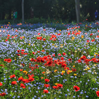 Low-wachsend easy germination wildflower mix samen