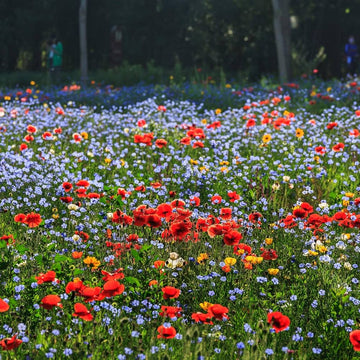 Low-wachsend easy germination wildflower mix samen
