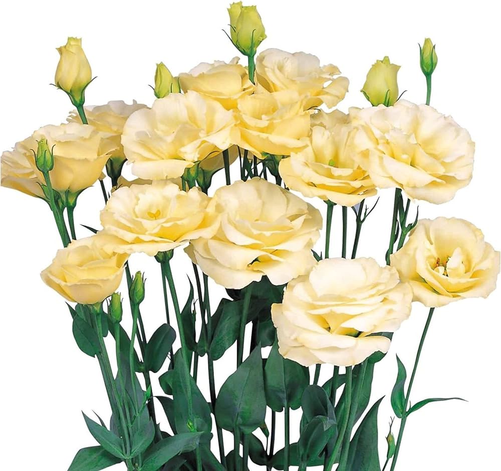 Gelb Lisianthus Samen elegant Gelb Blumen