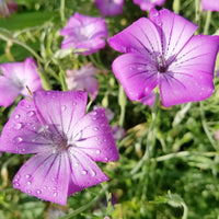 Agrostemma Rose Samen elegant – robust Gartenblumen