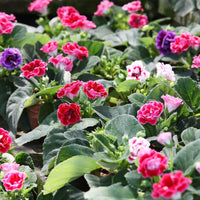 Gloxinie Brokat Samen Blume Blüten