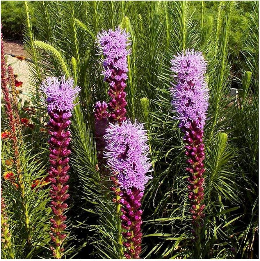 Marsh Blazing Star Liatris spicata Samen zur Aussaat native Wildblume habitat