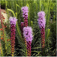 Marsh Blazing Star Liatris spicata Samen zur Aussaat native Wildblume habitat