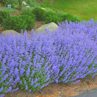 Blau Catmint Samen zur Aussaat Blume Beet Hausgarten