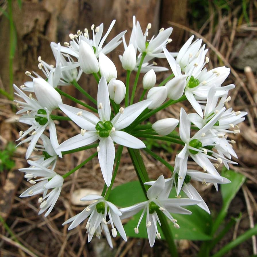 Ramsons Allium Ursinum Blumensamen zur Aussaat Herb Garten und Woodland