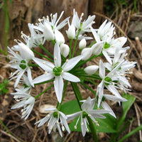 Ramsons Allium Ursinum Blumensamen zur Aussaat Herb Garten und Woodland