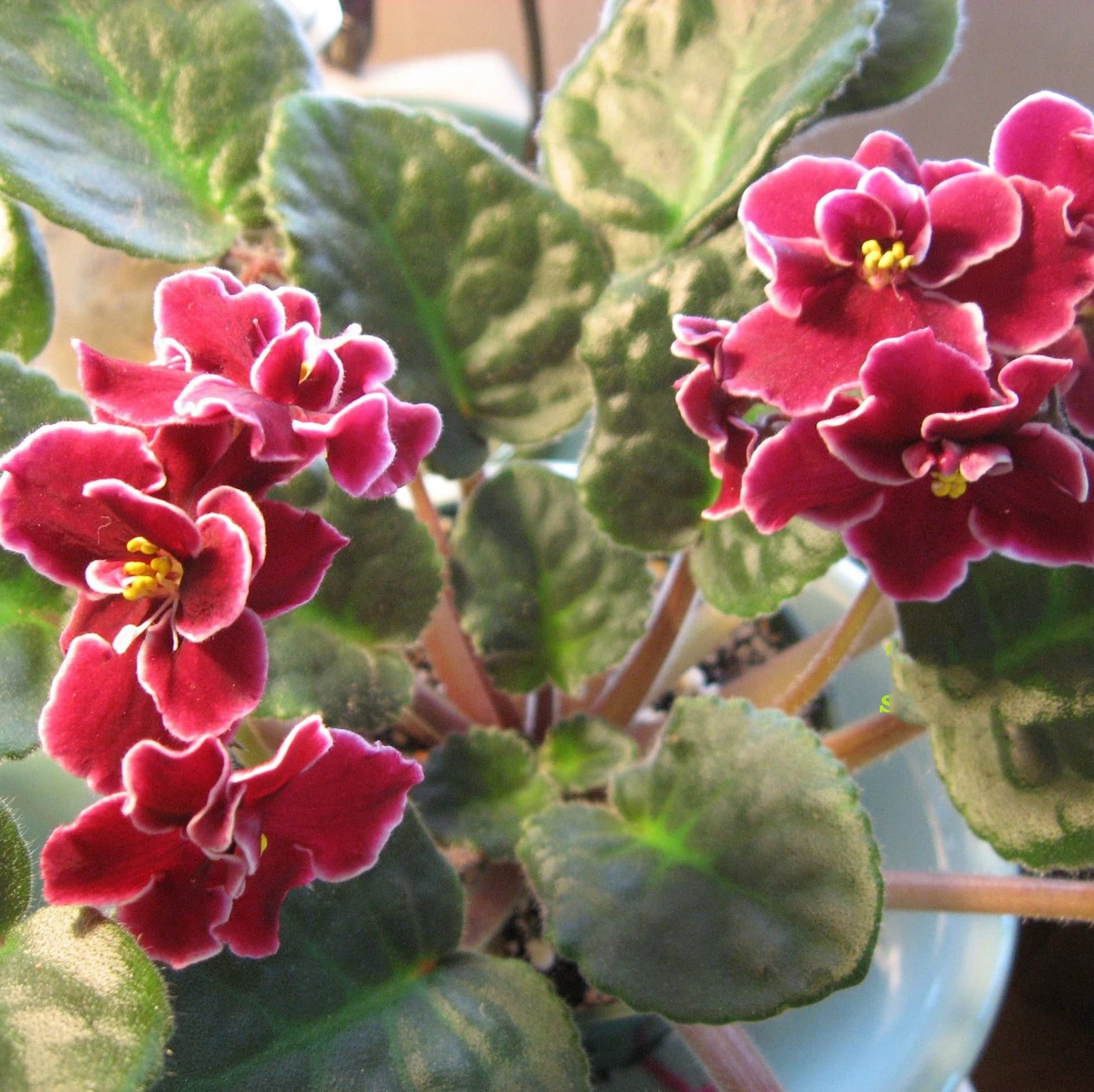 Rot African Violett Blumensamen zur Aussaat – leuchtend Blüten – Traditionssorte & ohne Gentechnik Samen Hausgarten