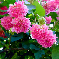 Dombeya Rosa Blumensamen zur Aussaat – leuchtend Blüten für Ihren Garten