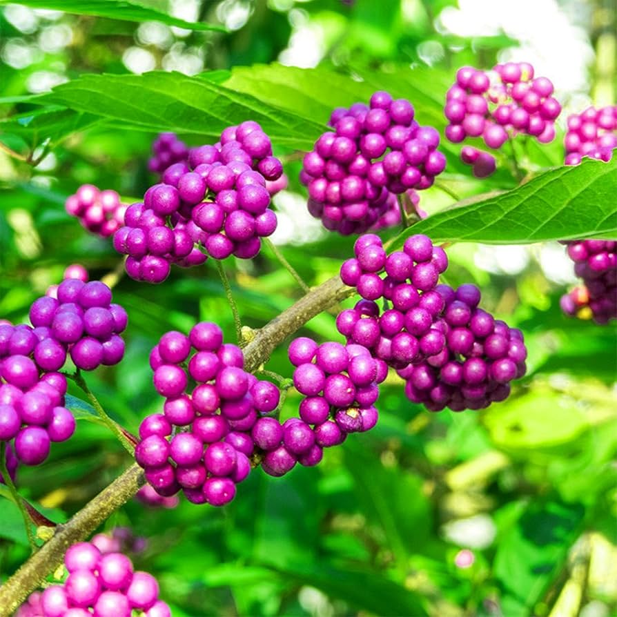 Callicarpa beerensamen callicarpa spp for anpflanzung in blume bed
