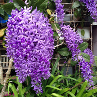 Lila Ivy Blumensamen zur Aussaat – Wildblume Mischung – Traditionssorte & ohne Gentechnik Samen Hausgarten