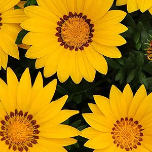 Gazania gelb samen for bright garten blooms
