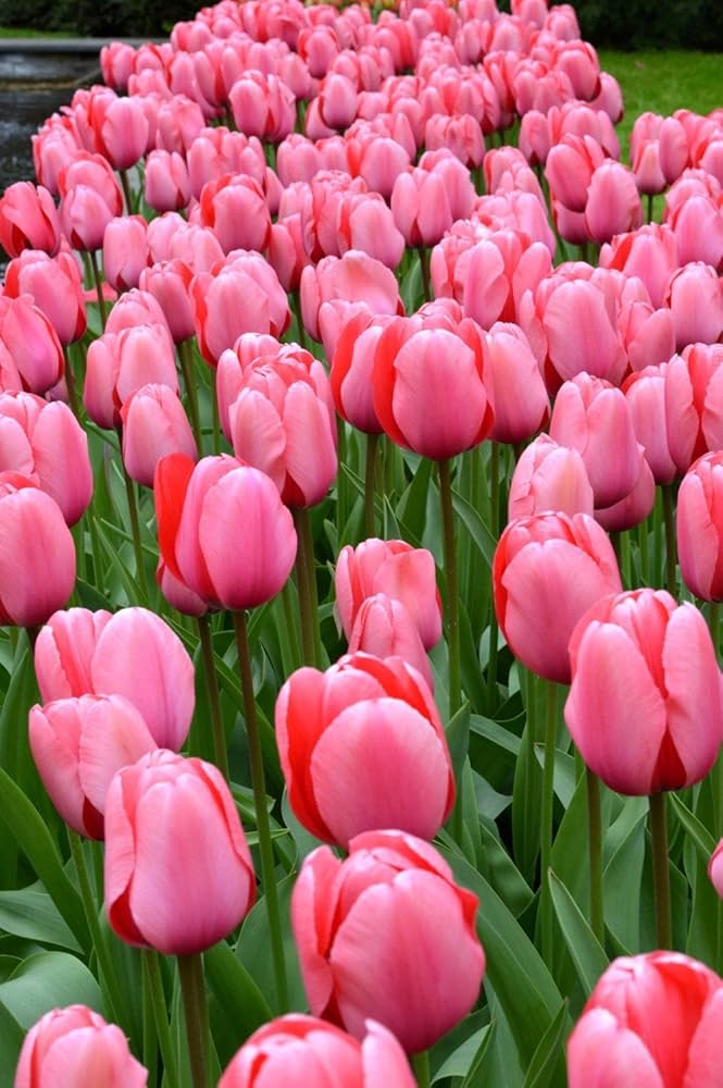 Barcelona Tulpe Tulipa spp Blumensamen zur Aussaat Blume Beet und Garten