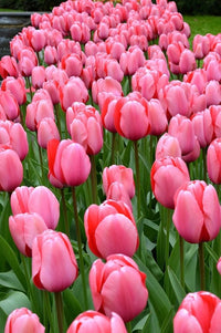 Barcelona Tulpe Tulipa spp Blumensamen zur Aussaat Blume Beet und Garten