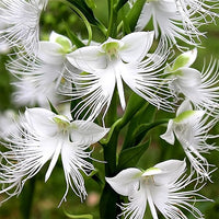Weiß egret blume samen for anpflanzung vibrant colors heirloom & gmo free samen for home garten
 
 sale samen for home garten anpflanzung