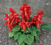 Salvia Splendens Sizzler Rot Samen zur Aussaat Hausgarten Blume Rabatten