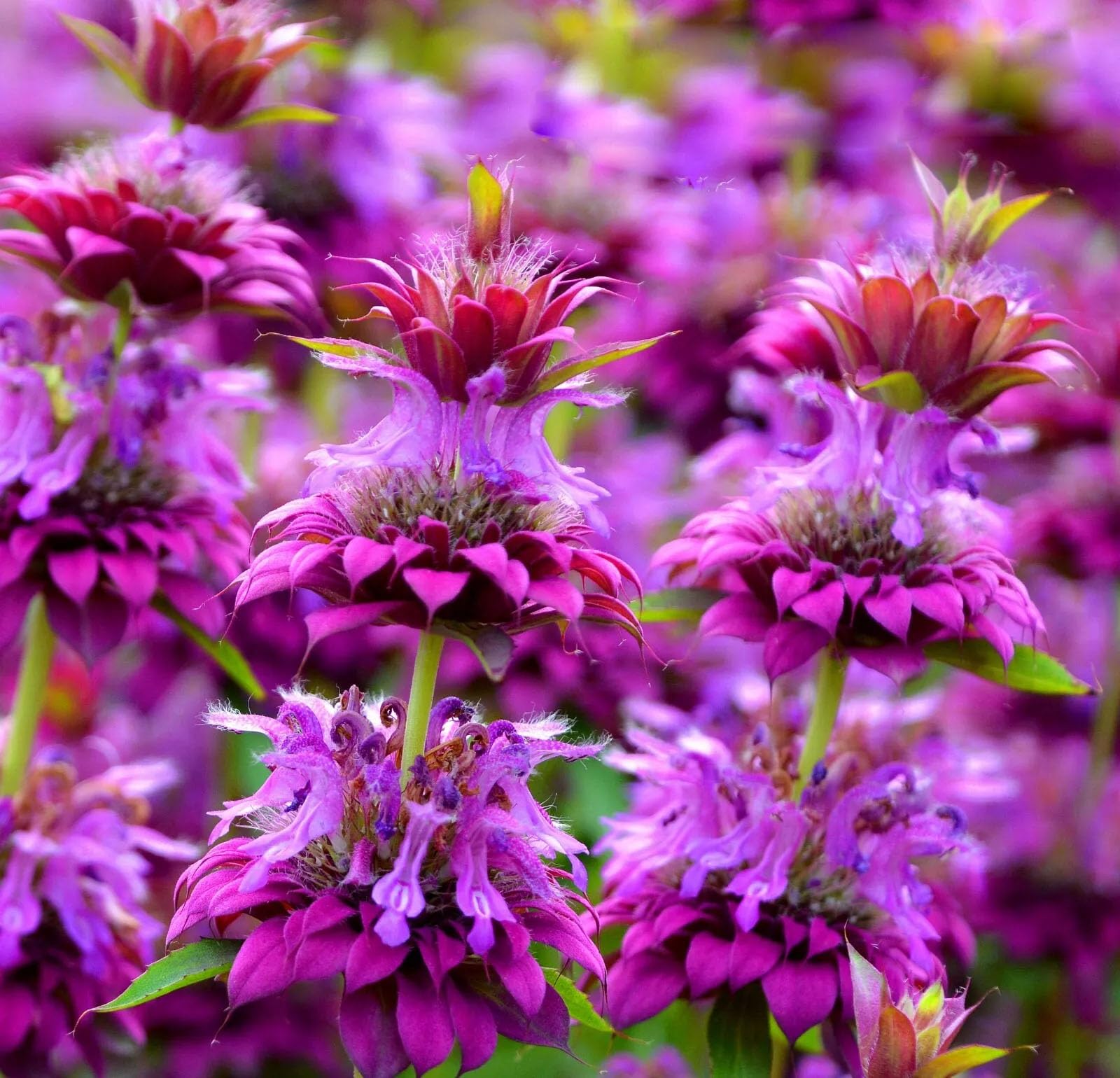 Lila Monarda Citriodora Blumensamen zur Aussaat leuchtend Blüten Traditionssorte & ohne Gentechnik Samen Hausgarten
