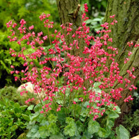 Heuchera Samen zur Aussaat Hausgarten Blume Beet