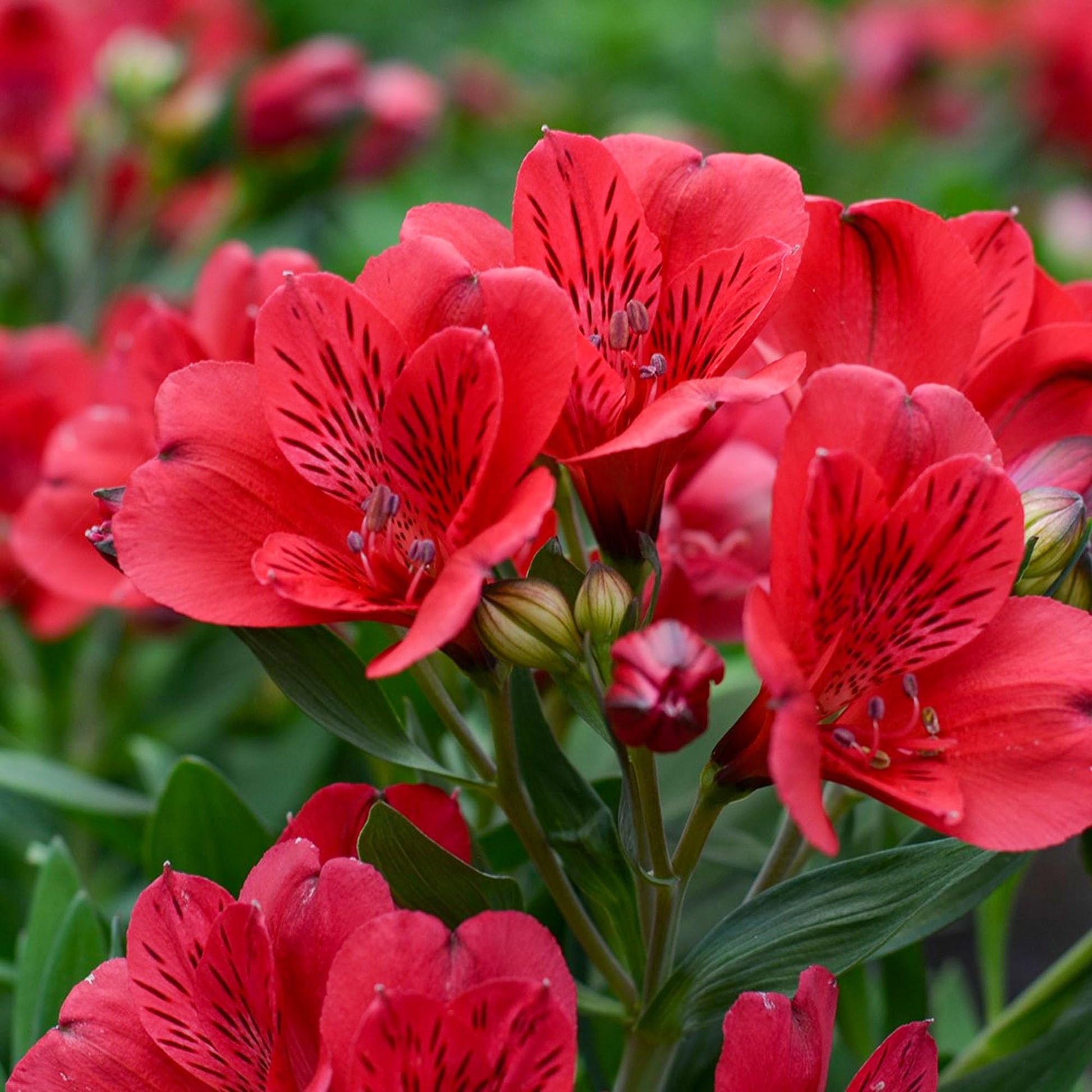 Rot Alstroemeria Psittacina Blumensamen zur Aussaat – leuchtende einjährige Blüten