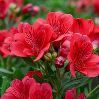 Rot Alstroemeria Psittacina Blumensamen zur Aussaat – leuchtende einjährige Blüten