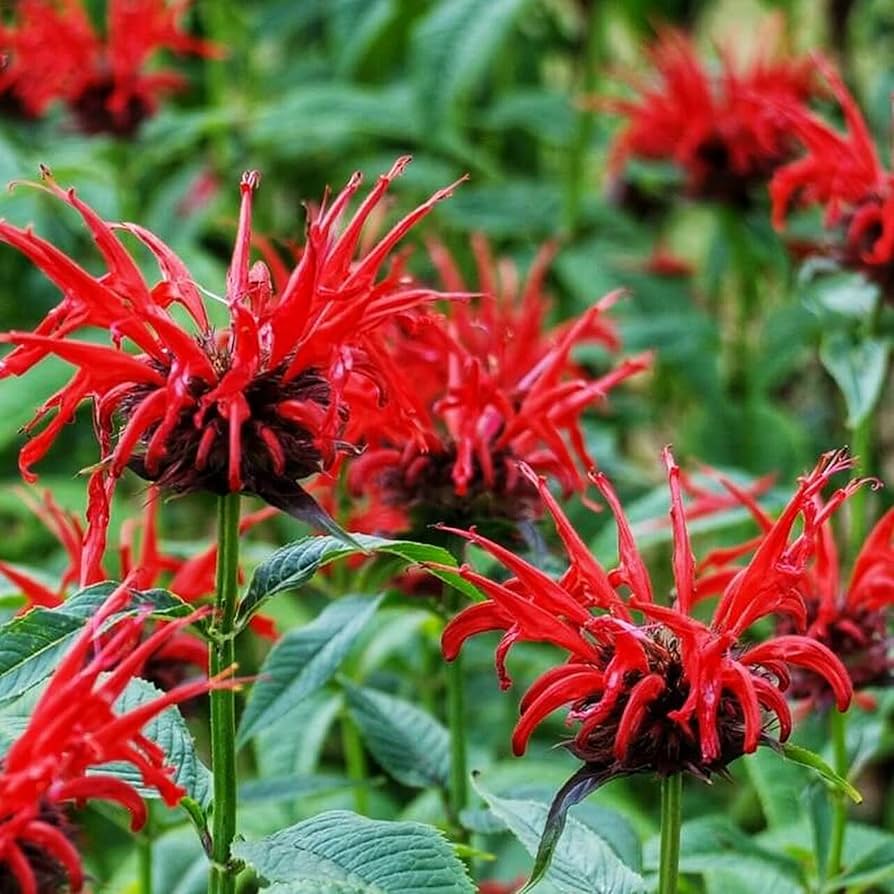 Bee Balm Samen zur Aussaat Monarda Didyma Bestäuber Garten Blume Beet