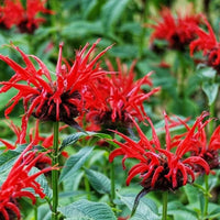 Bee Balm Samen zur Aussaat Monarda Didyma Bestäuber Garten Blume Beet