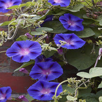 Schwarz Dawn Morning Glory Samen (Flowerssamen der schwarzen Morgenröte)