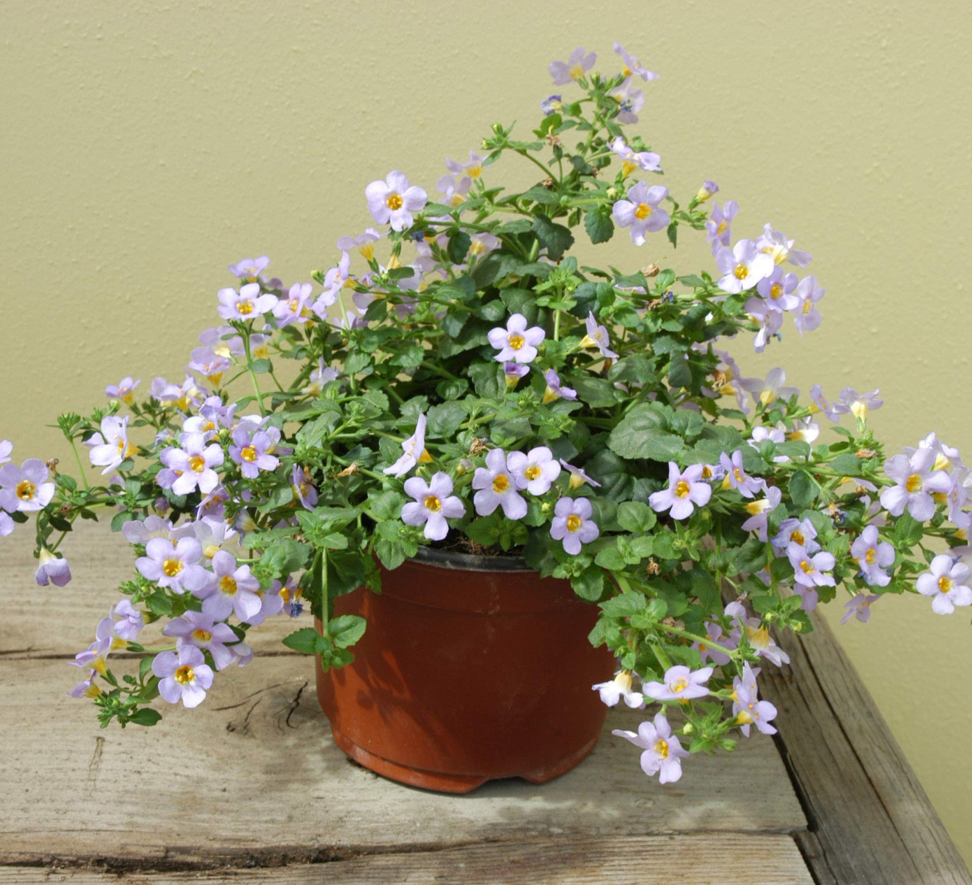 hängend Bacopa Sutera Cordata Blumensamen